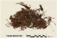 藏品(小金髮苔屬)的圖片